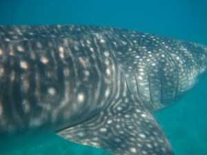 Whale shark 105 was named after Nick
