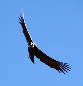 condor3