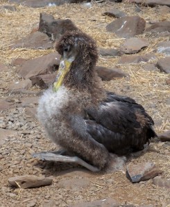 albatrosschick2