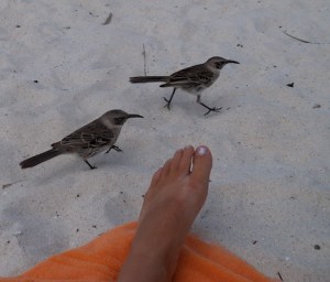 mockingbirdsespanola