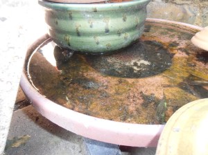 The frog is in the water, bottom left of the green pot The frog is in the water, bottom left of the green pot