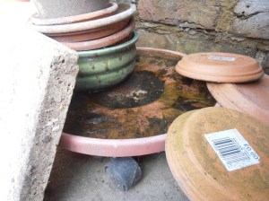 Frog spawn in the plastic tray Frog spawn in the plastic tray